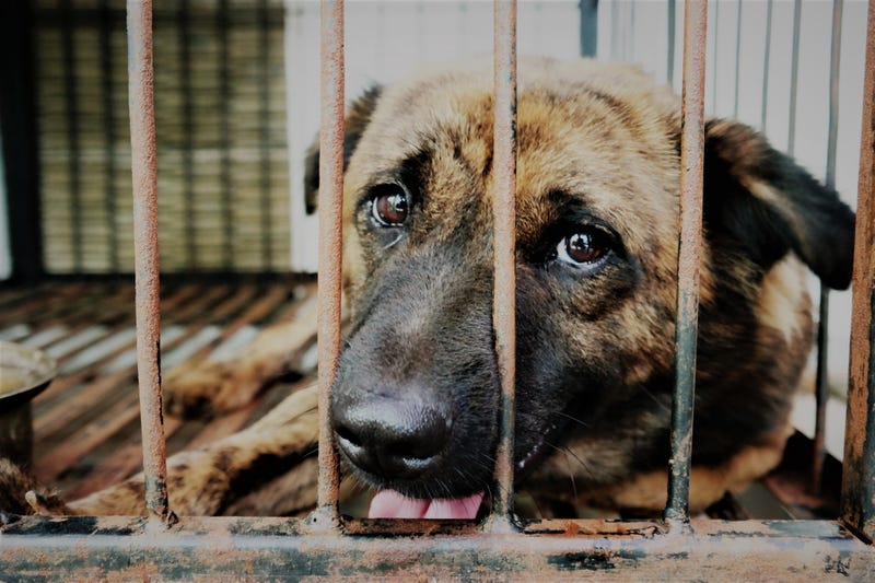 File Photo: dog in a cage