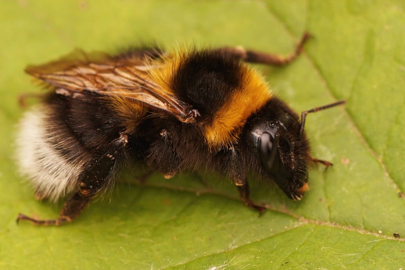 Bumblebee
