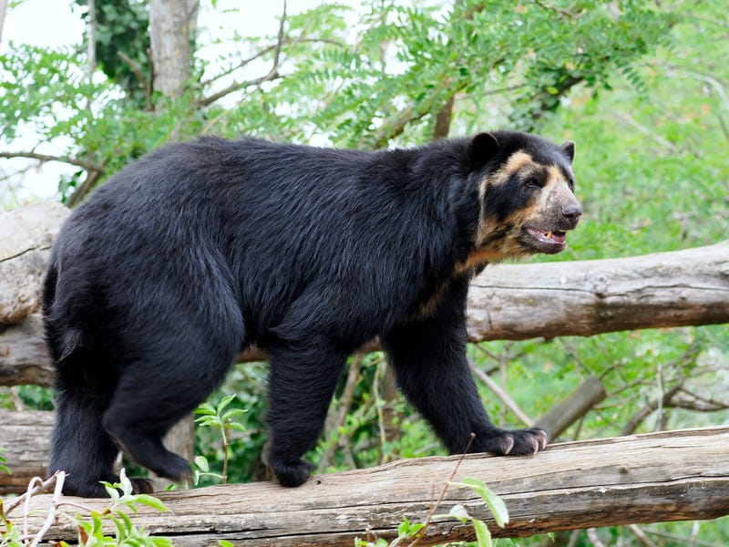 Andean bear