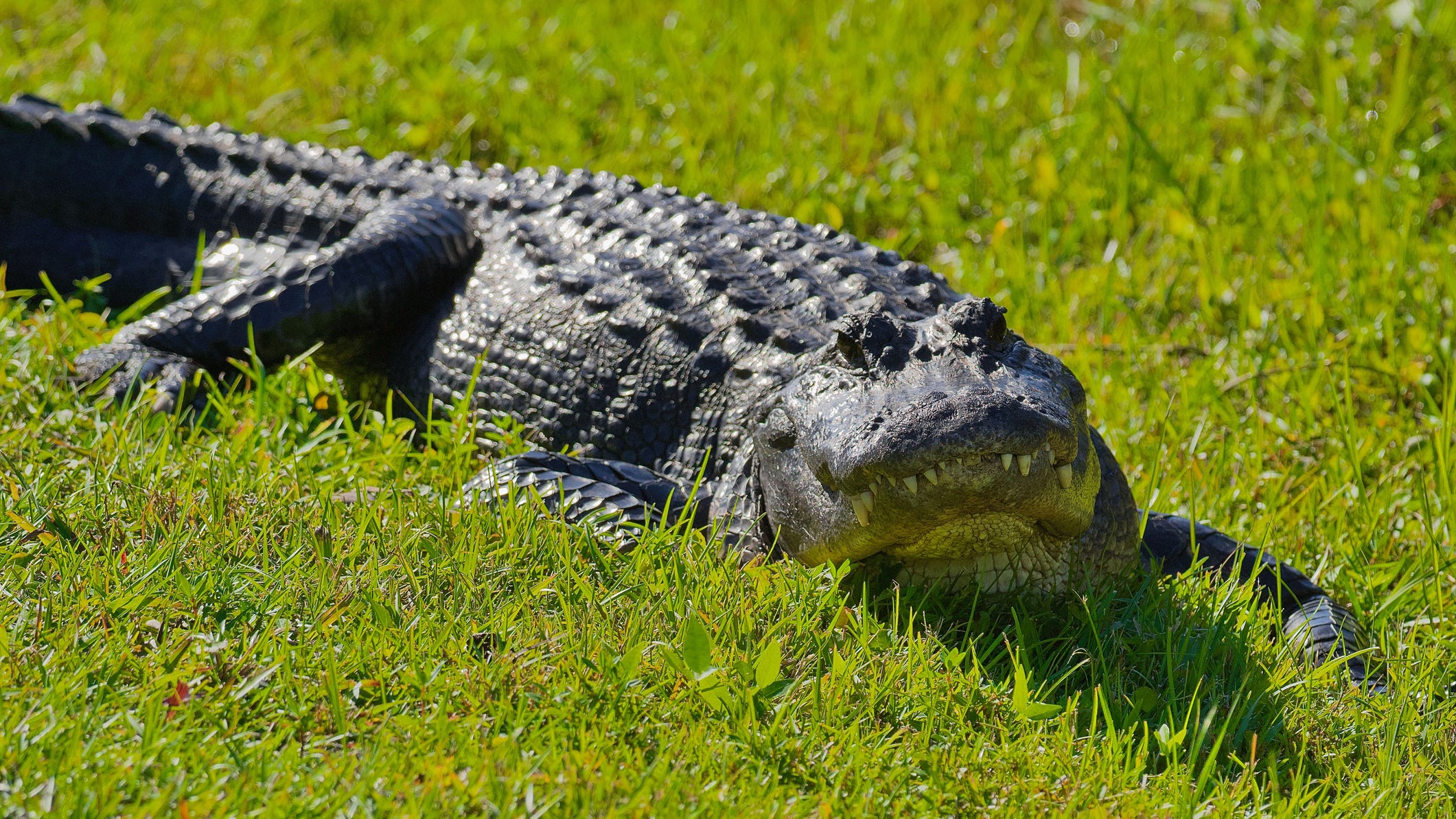 Man kills 7-foot alligator as it attacks his dog