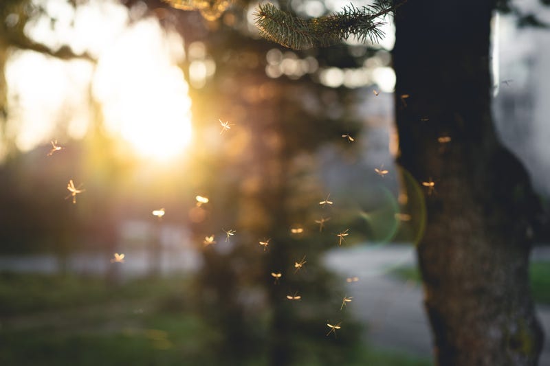 Mosquitoes