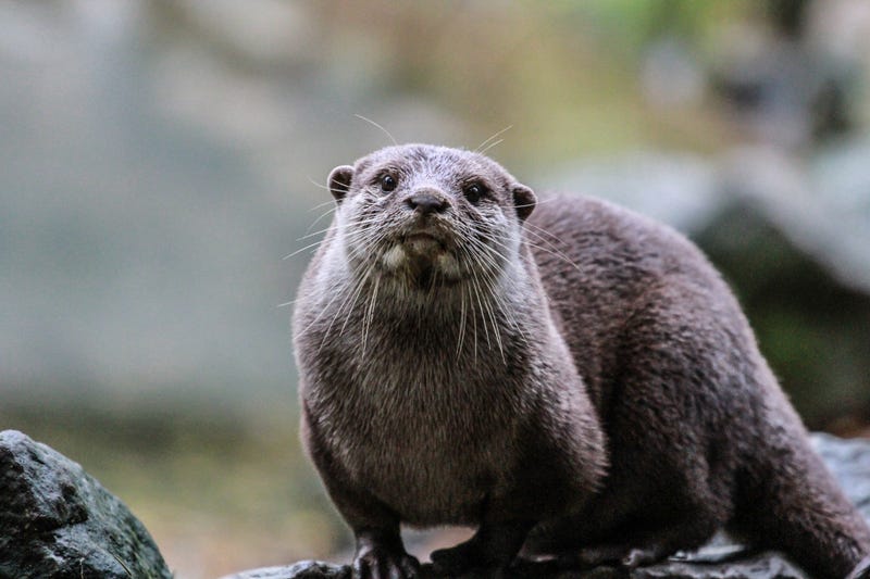 North American River Otter