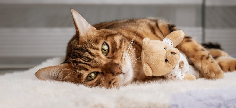Cats