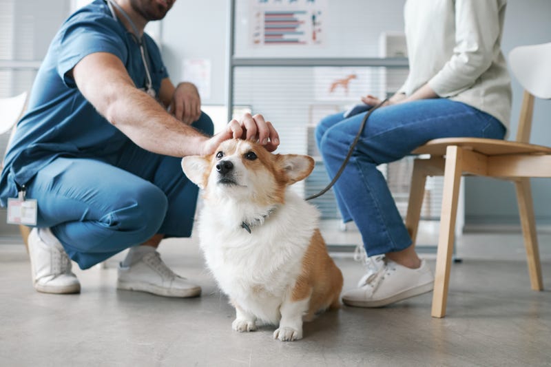 veterinarian