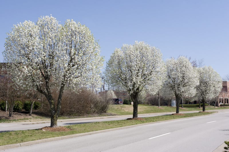 Bradford pear trees