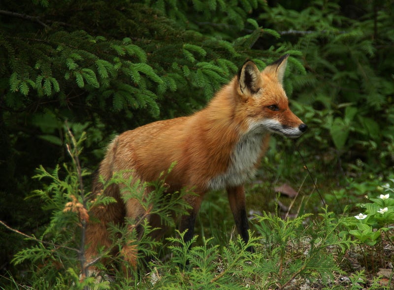 fox next to trees