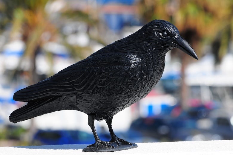 Closeup shot of a black raven statue on a wall