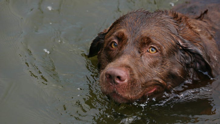 WATCH: Dog rescued after swimming 600 yards offshore