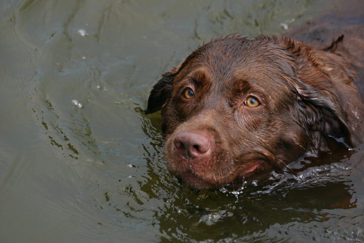 dog swimming