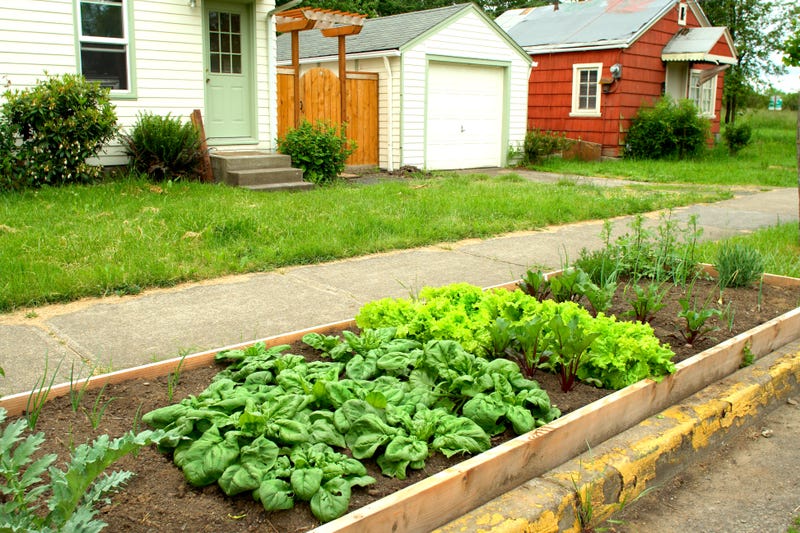 With Spring seemingly just around the corner the Minneapolis City Council approves an ordinance that allows residents to plant boulevard vegetable gardens.