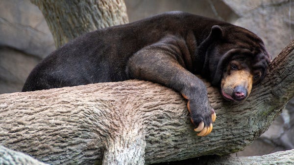 Chinese zoo denies claim their sun bears are humans wearing costumes