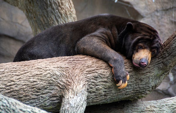 Sun bear resting on a tree branch