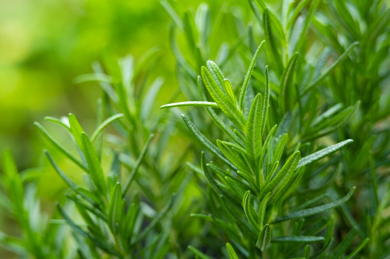 Rosemary