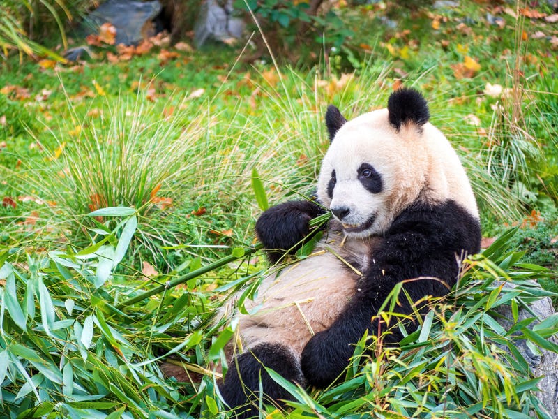 Giant panda eating bamboo. 