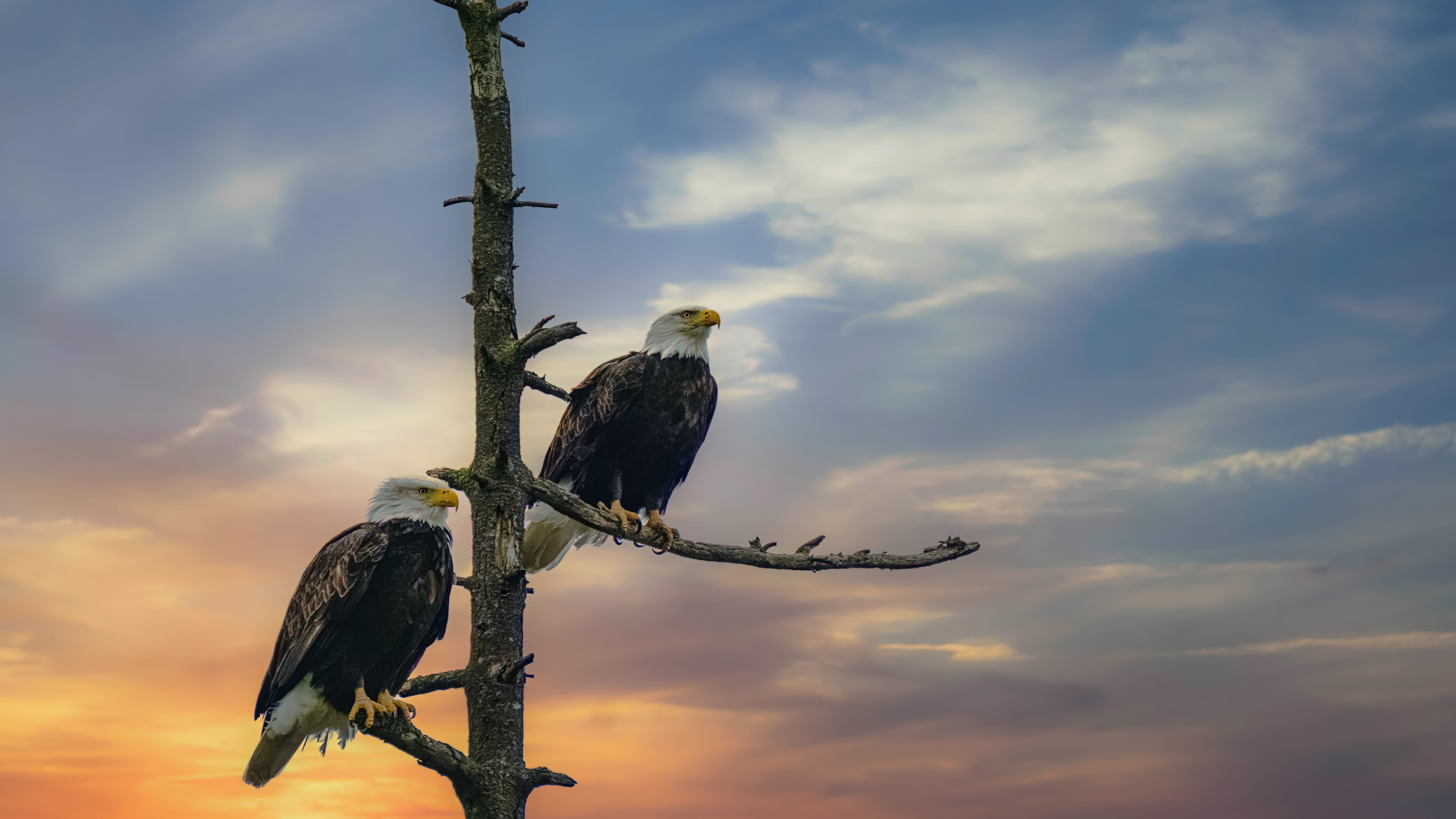 Big Bear's famous eagle duo in danger of losing their home