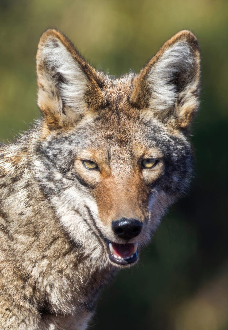 Coyote stock photo
