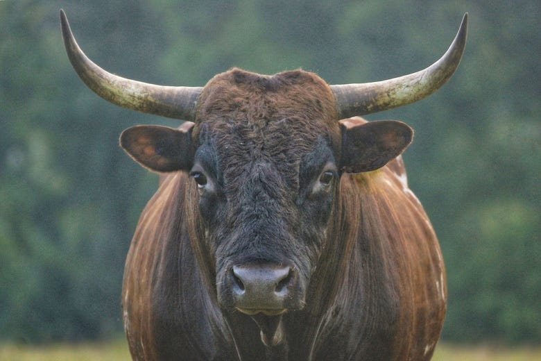 A brown Pineywoods bull with a black head and large horns stands near a forest