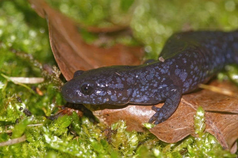 blue spotted salamander in forest