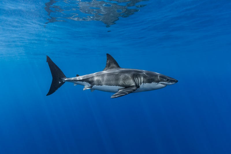 shark