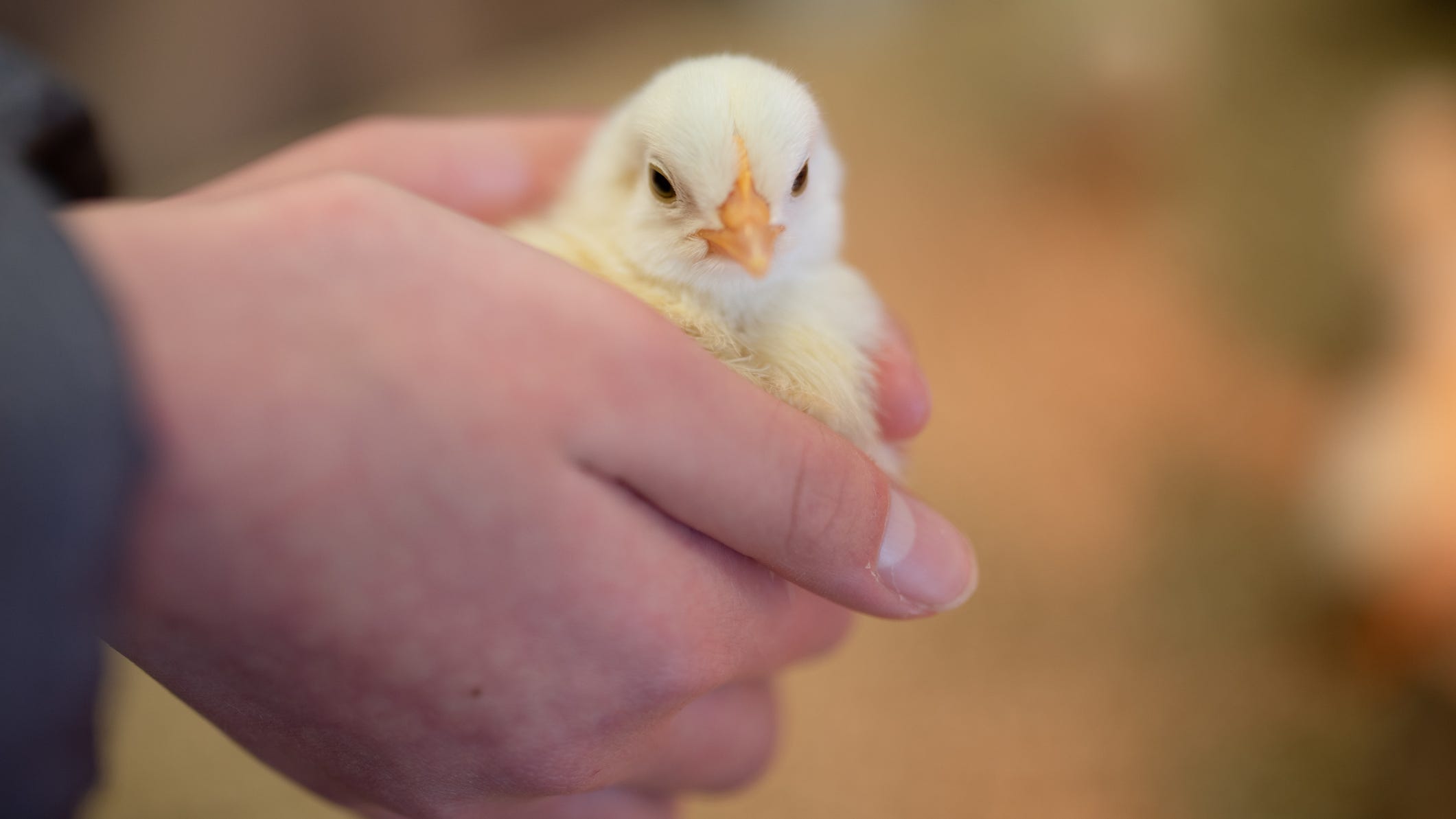 3 Suffolk County businesses charged for illegally selling baby chicks