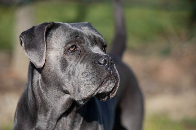 A Cane Corso dog