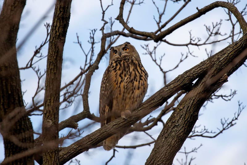 Flaco the owl in Central Park on Feb. 15, 2023.