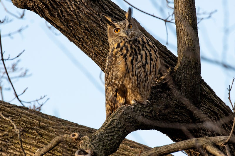 Flaco, a Eurasian eagle owl that escaped from the Central Park Zoo, continues to roost and hunt in Central Park on Feb. 15, 2023