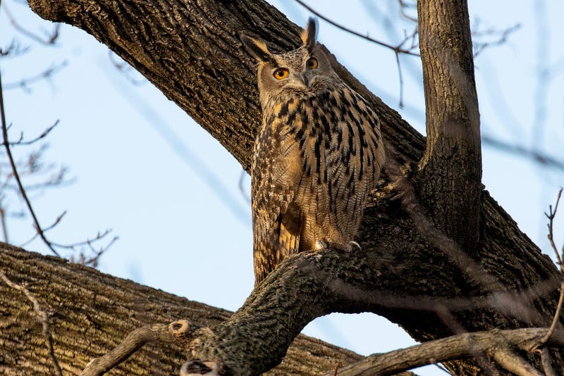 Flaco the owl roosting and hunting in Central Park on Feb. 15, 2023.