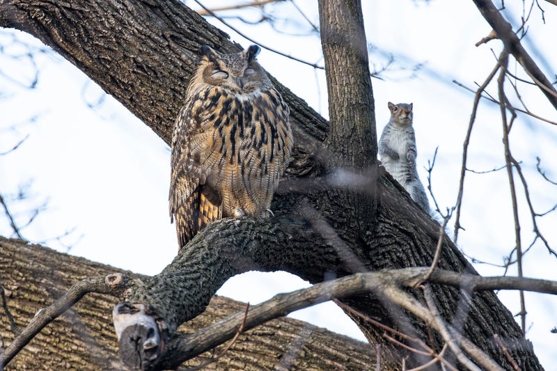 Flaco, a Eurasian eagle owl, is spotted with a squirrel in Central Park on Feb. 15, 2023