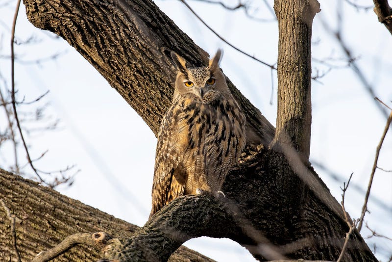 Flaco, a Eurasian eagle-owl that escaped from the Central Park Zoo, continues to roost and hunt in Central Park, Feb. 15, 2023.