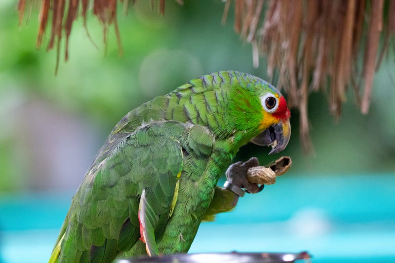 Parrots