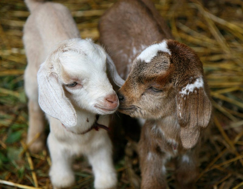 Two baby goats sharing a special moment
