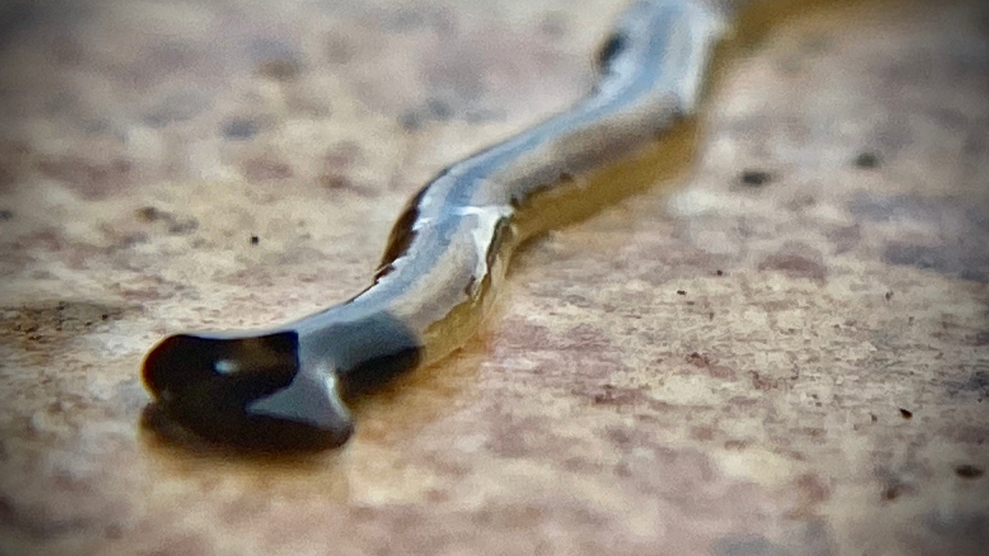 Invasive worms that eat other worms popping up in the US