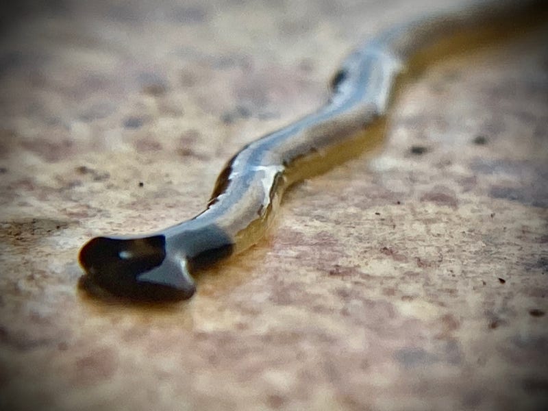 The hammerhead flatworm.