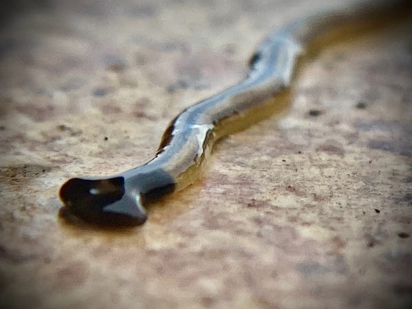 Hammerhead flatworm