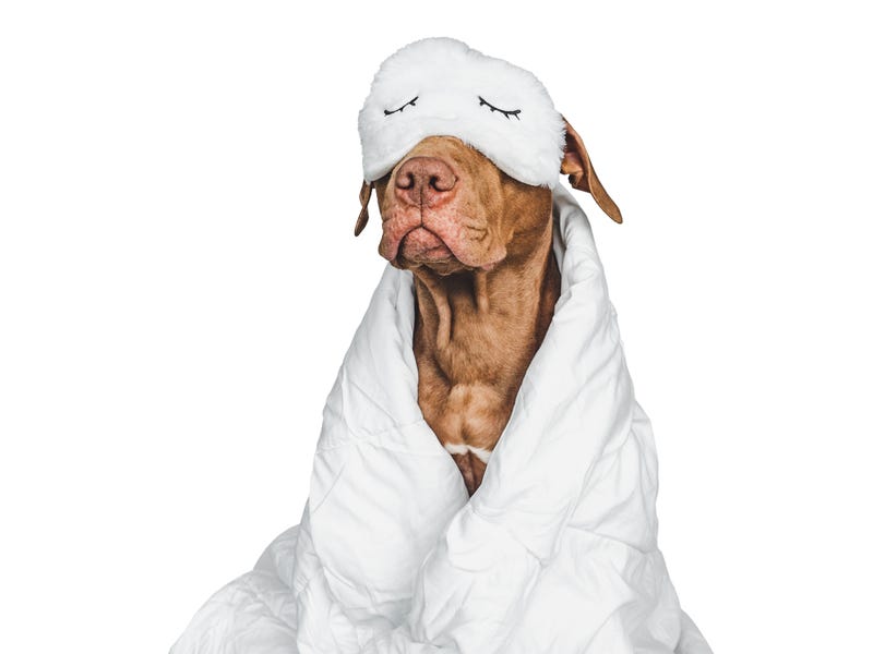 Stock image of dog with sleep mask