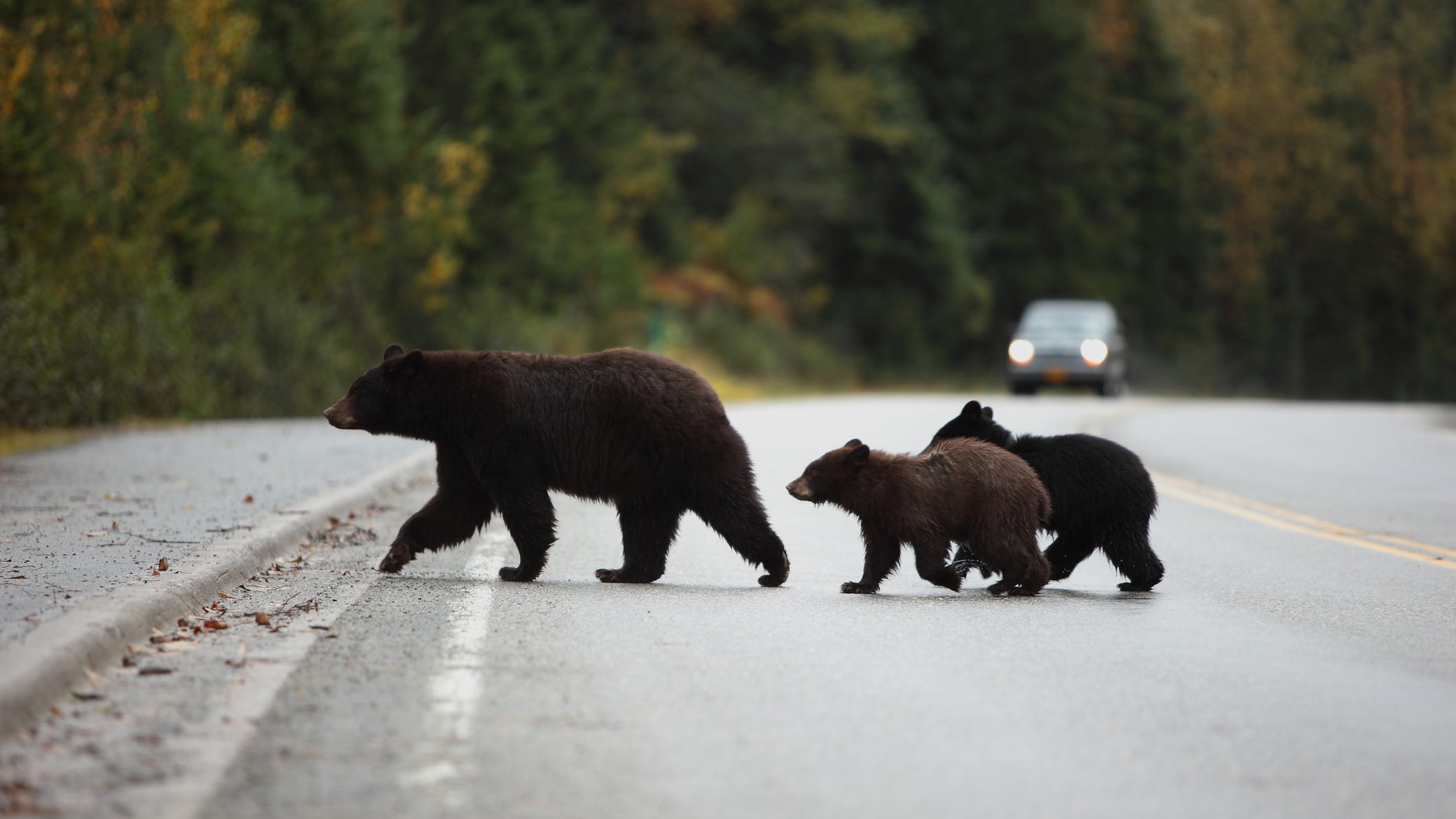 Illinois warns residents to beware of migrating black bears