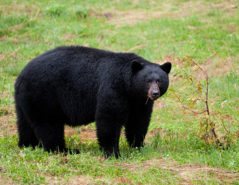 An American black bear feeding.