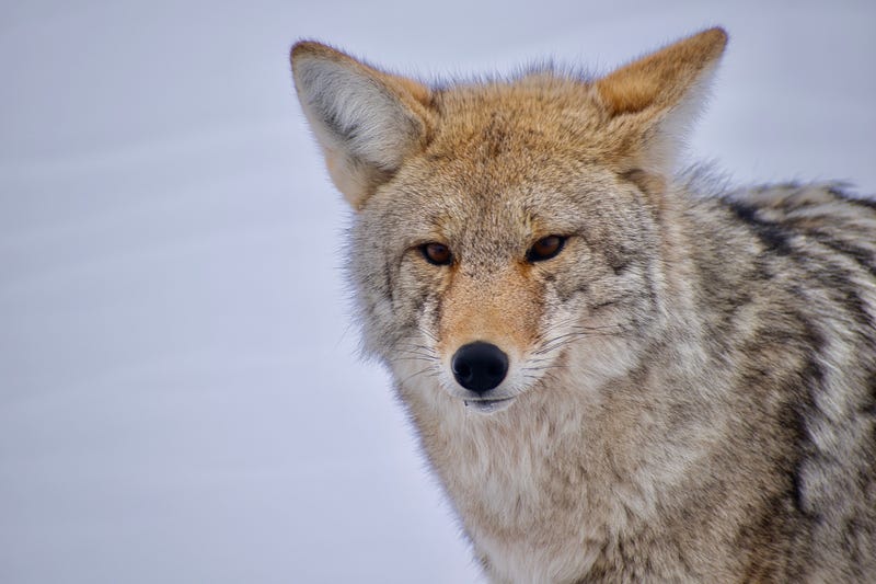 Coyote