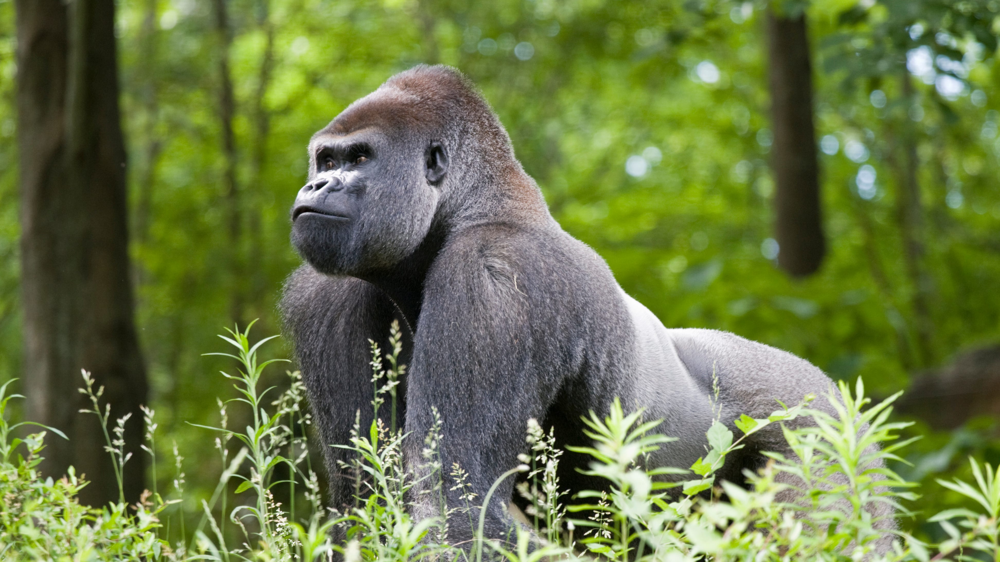 WATCH: Disney World gorilla hurls poo projectiles at park-goers