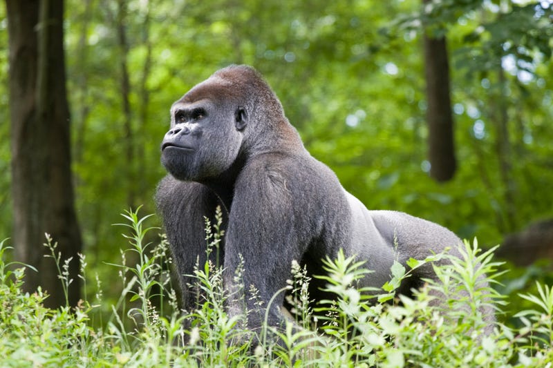 Gorilla