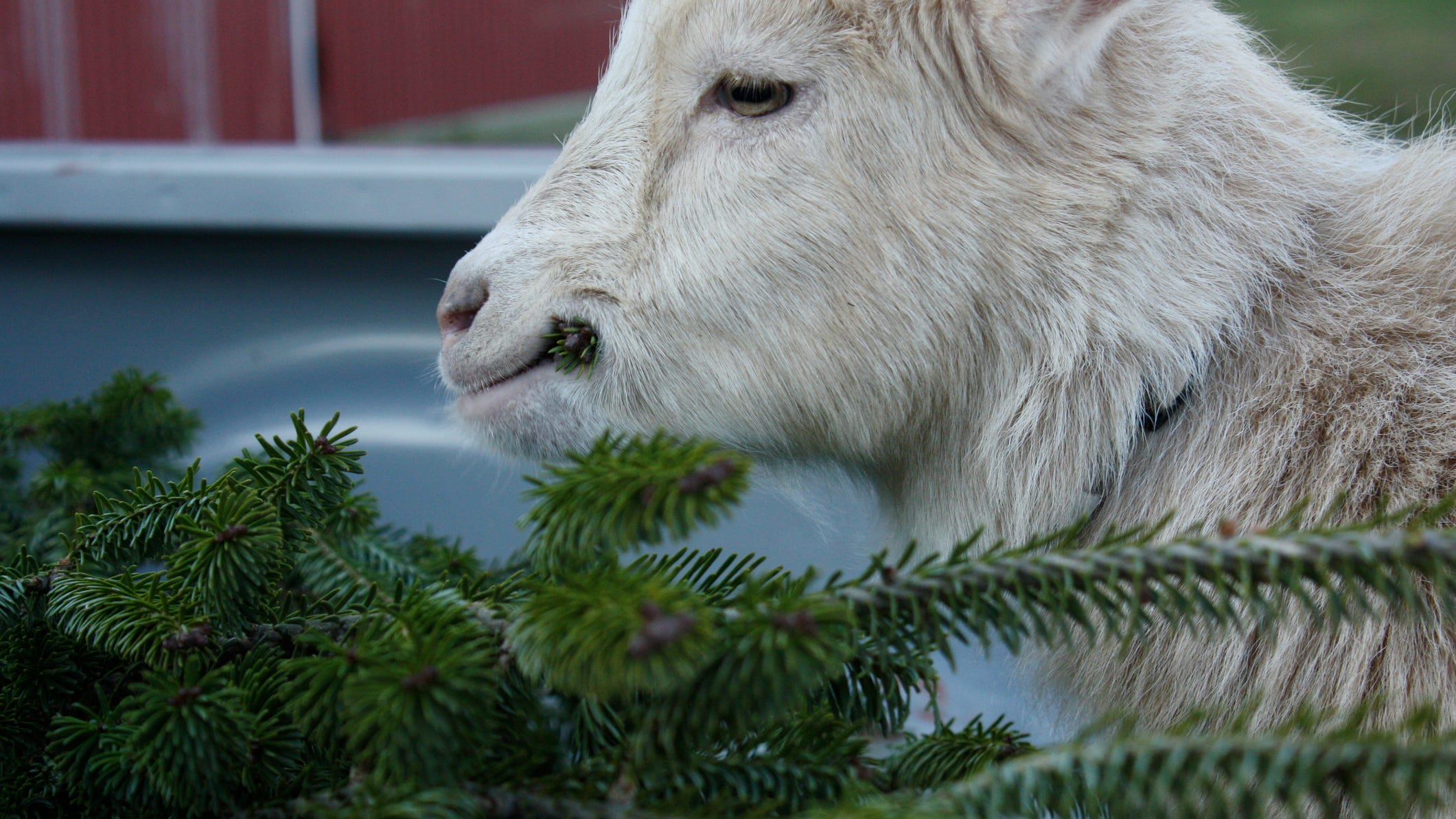 Farm asking for Christmas tree donations to feed their herd of goats: 'They like the taste'