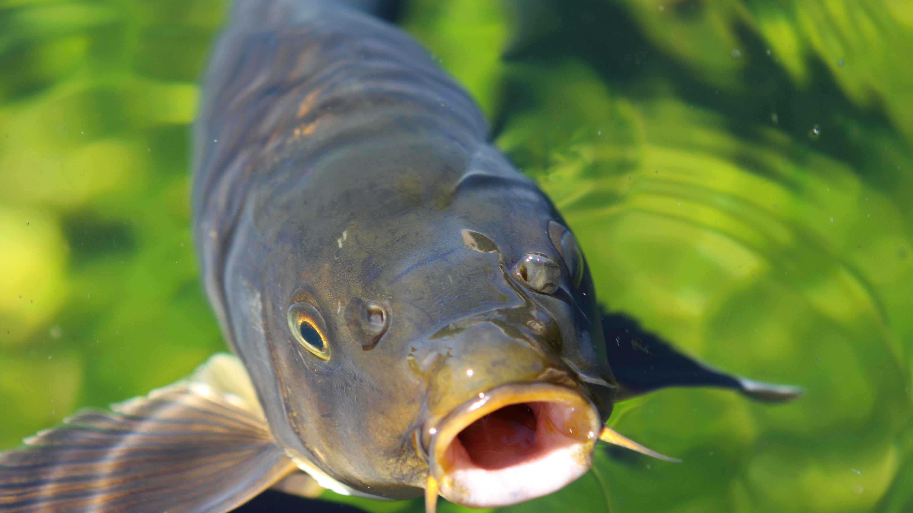 Asian Carp rebranded, now called 'Copi'