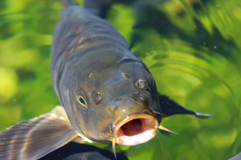 An Asian Carp -- nee, Copi -- swimming.