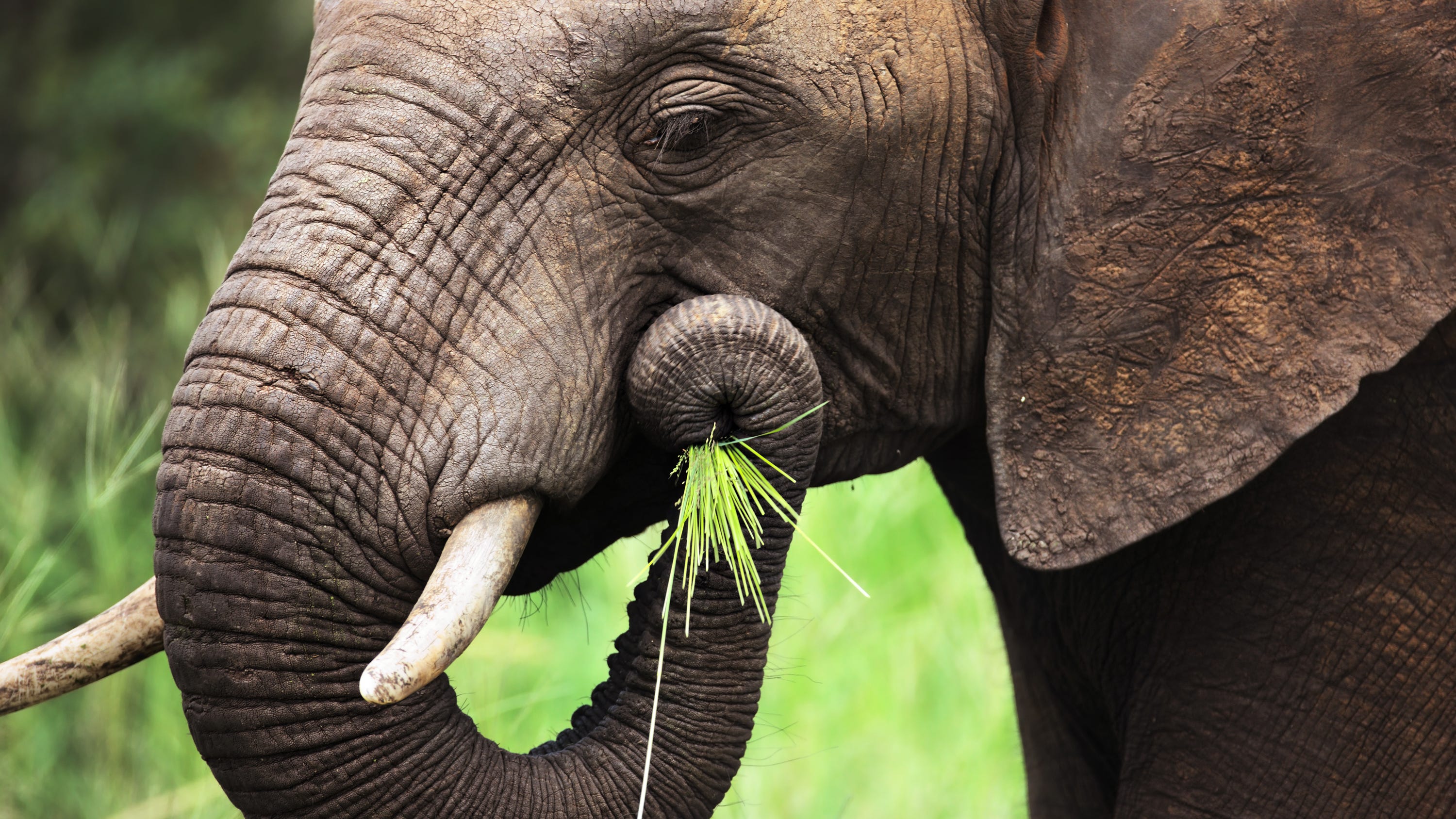 Fort Worth Zoo wins award for new Elephant Springs exhibit