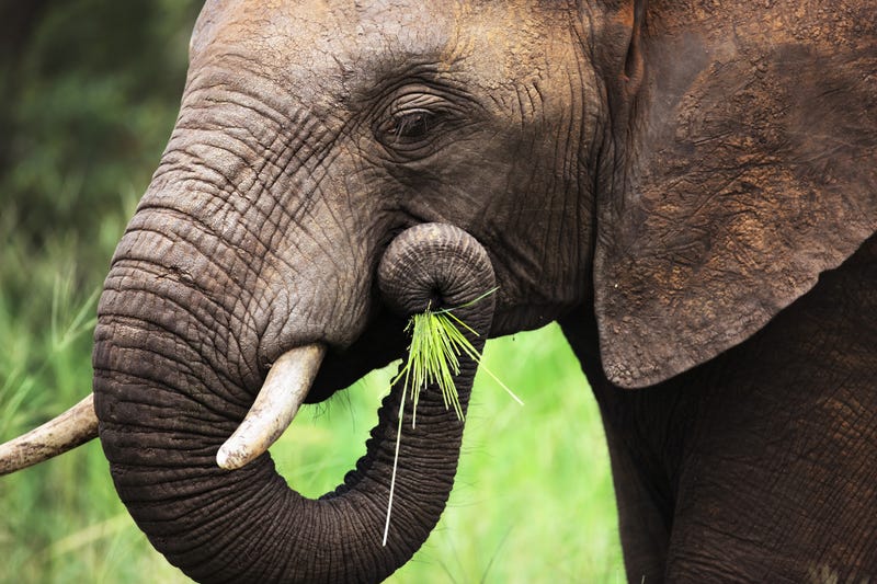 African Elephant