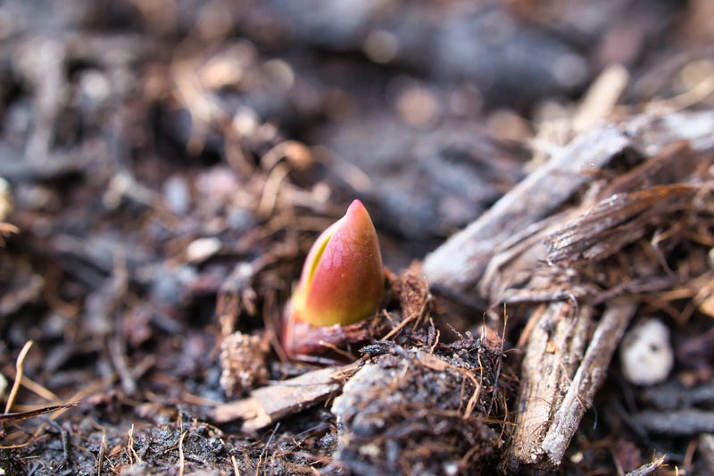 Tulip bulbs popping out of the soil