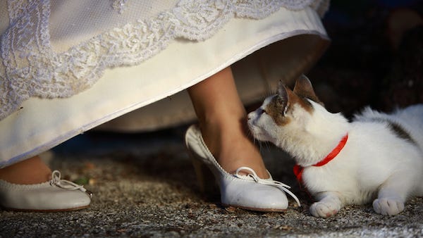 Woman marries cat to get around landlord’s pet restrictions
