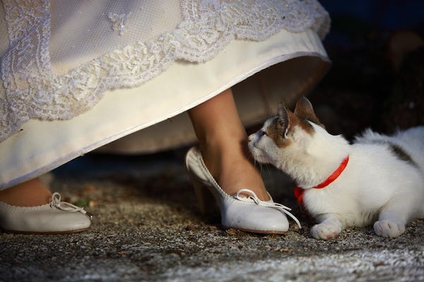 Bride and her cat