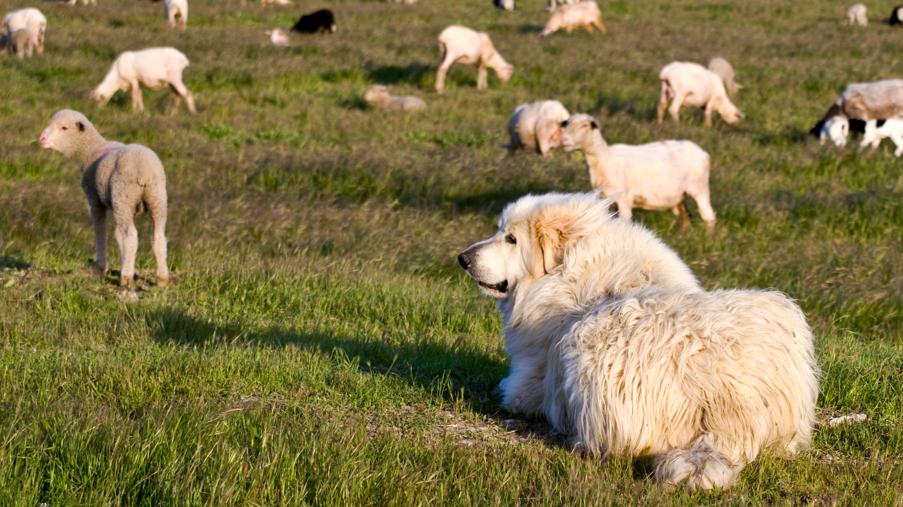 Brave sheepdog kills 8 coyotes trying to catch his flock: meet Casper